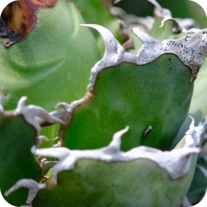 図鑑 – アガベ チタノタ 皇冠(クラウン) – 品種紹介 – アガベ図鑑