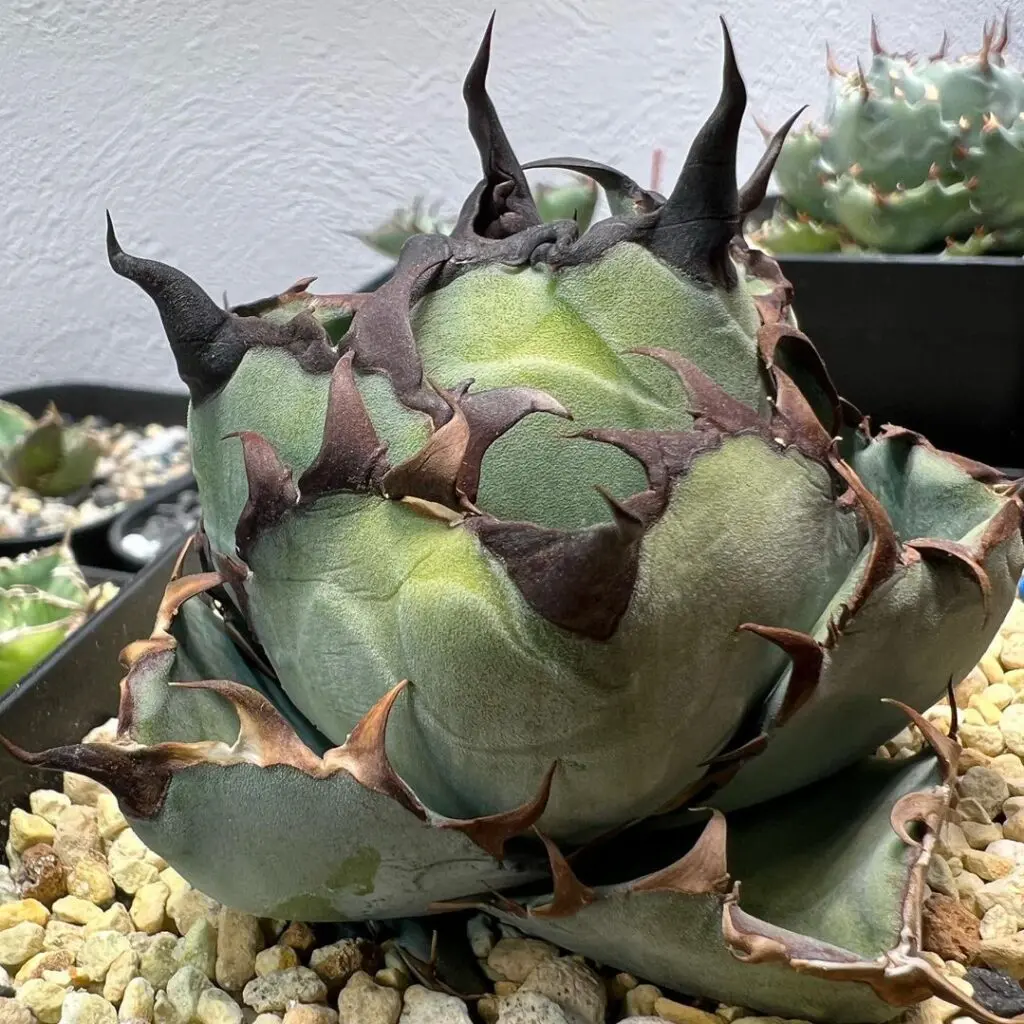 アガベ　チタノタ　BB アガベ チタノタ ブラックアンドブルー（bb-11）BB子株 | アガベ専門店