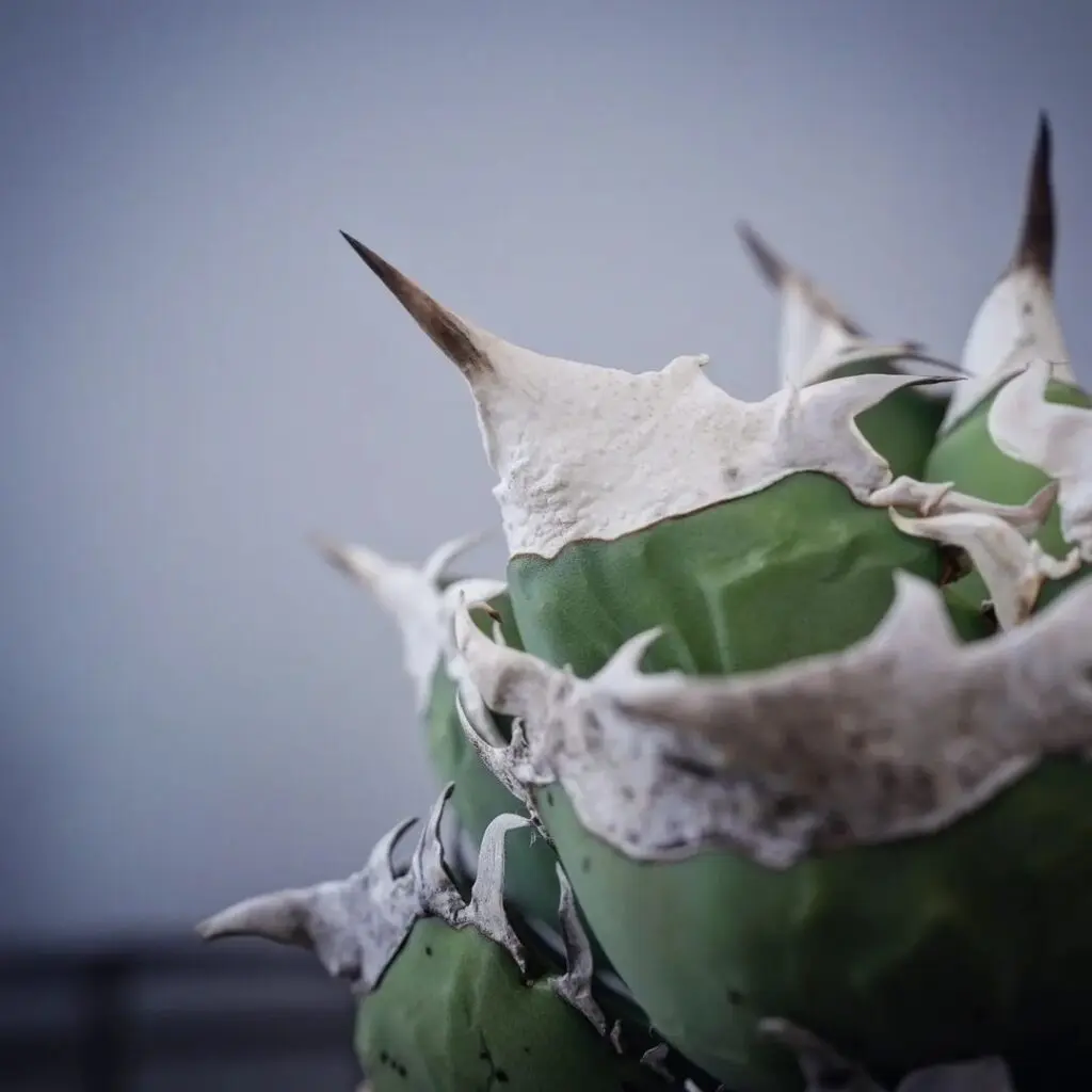 アガベ SAD アガベ SAD ① | 植物でワクワクを｜BOTANICAL BOX