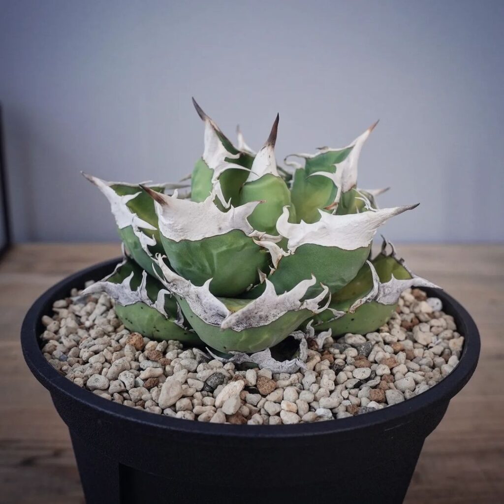 アガベ チタノタ SAD