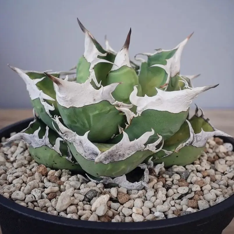 図鑑 – アガベ チタノタ 南アフリカダイヤモンド(SAD) – 品種紹介