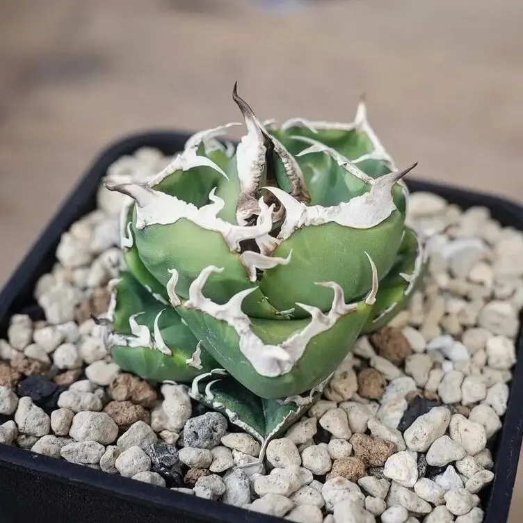 図鑑 – アガベ チタノタ 南アフリカダイヤモンド(SAD) – 品種紹介