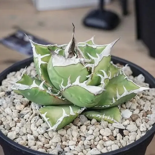 アガベ チタノタ 南アフリカダイヤモンド SAD アガベ チタノタ 南アフリカダイヤモンド(SAD)【524】 | PROTOLEAF