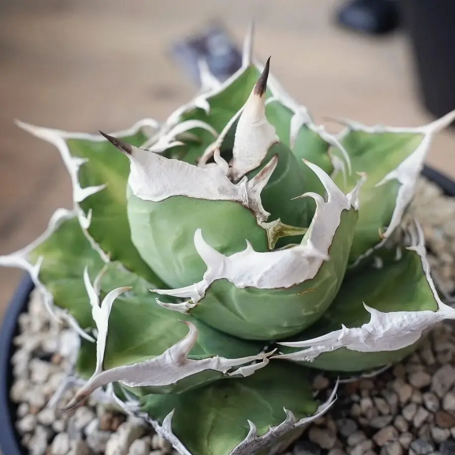 アガベ チタノタ SAD(南アフリカダイヤモンド)の特徴と育て方｜宝石の