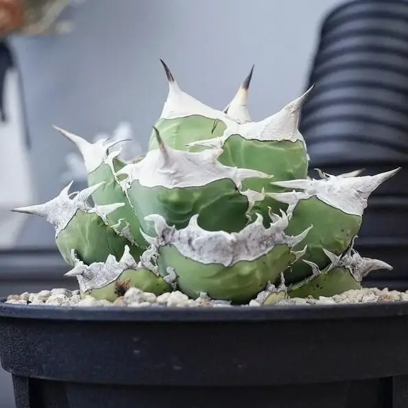 アガベ　SAD 3頭　オテロイ　チタノタ sad #アガベ #sad #チタノタ #オテロイ