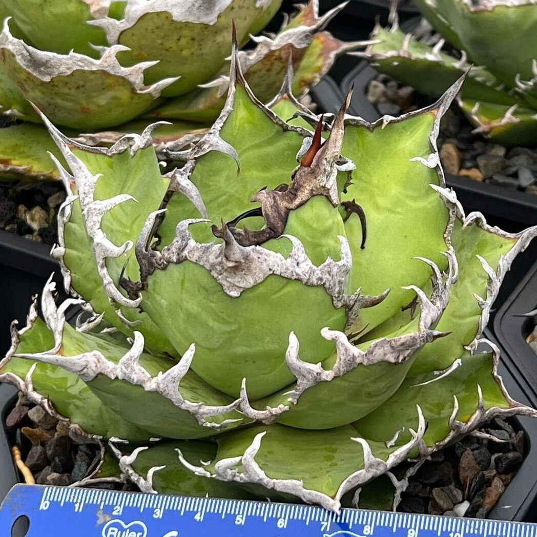 アガベ チタノタ シーザー(凱撒)の特徴と育て方｜白くうねる鋸歯と王者