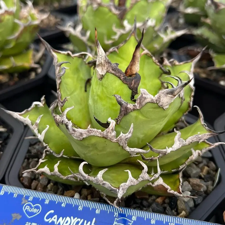 図鑑 – アガベ チタノタ シーザー(凱撒) – 品種紹介 – アガベ図鑑