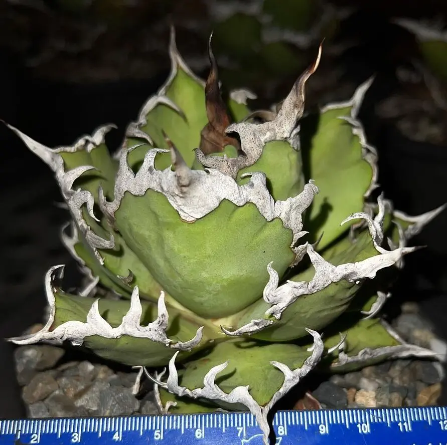 図鑑 – アガベ チタノタ シーザー(凱撒) – 品種紹介 – アガベ図鑑