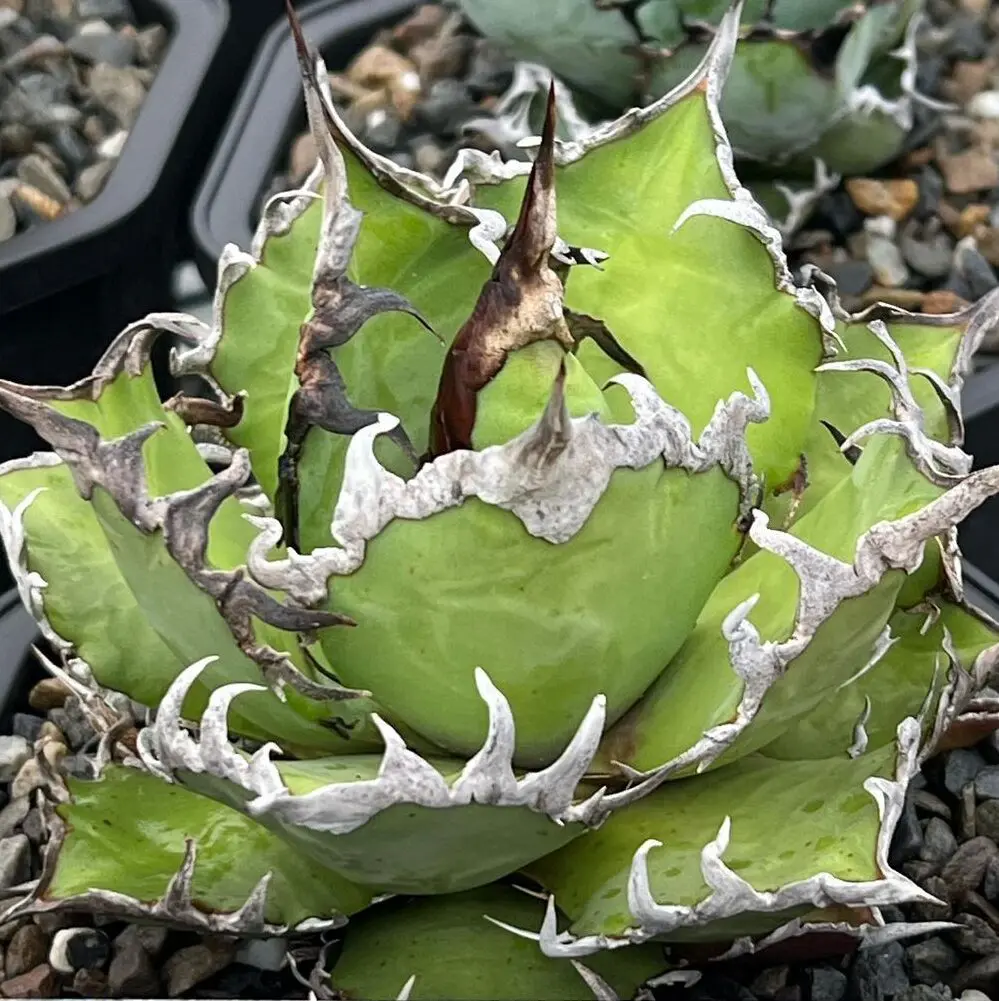 図鑑 – アガベ チタノタ シーザー(凱撒) – 品種紹介 – アガベ図鑑