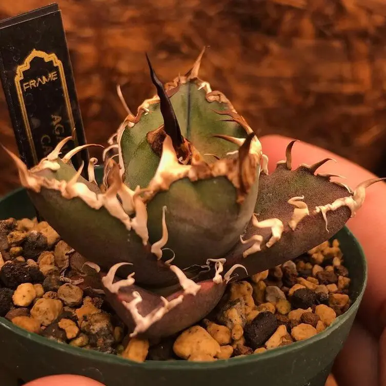 図鑑 – アガベ チタノタ シーザー(凱撒) – 品種紹介 – アガベ図鑑