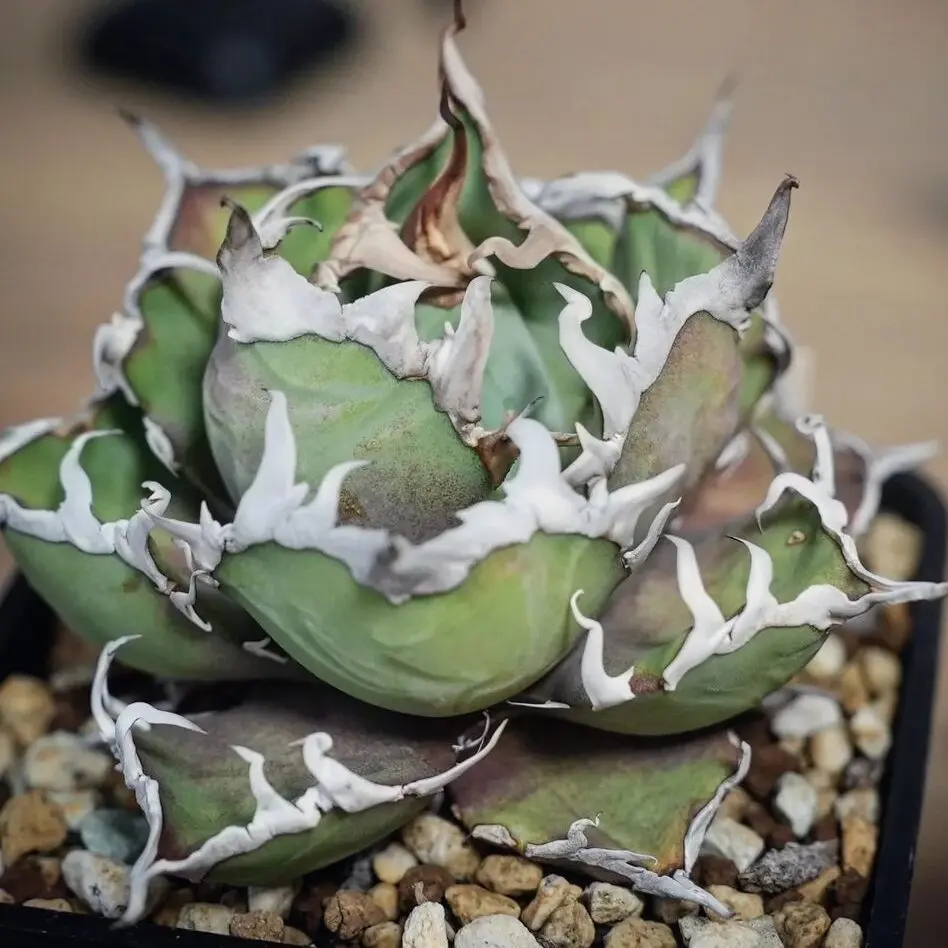 アガベ オテロイとは？チタノタ原種の特徴・分類論争・白鯨など選抜