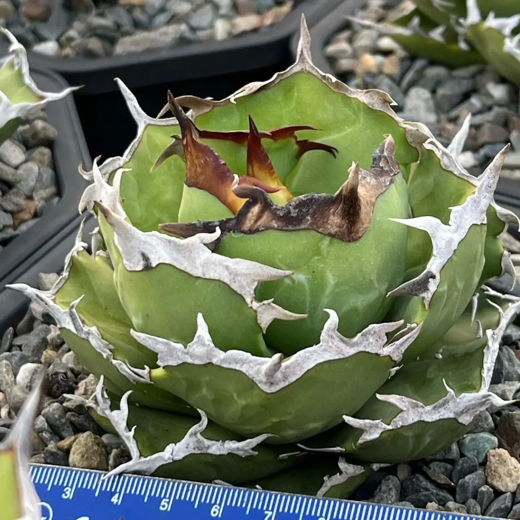 アガベ　チタノタ　蟹覆輪 図鑑 – アガベ チタノタ カニ(螃蟹) – 品種紹介 – アガベ図鑑