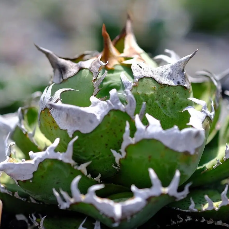 皇冠　クラウン　crown アガベ 図鑑 – アガベ チタノタ 皇冠(クラウン) – 品種紹介 – アガベ図鑑