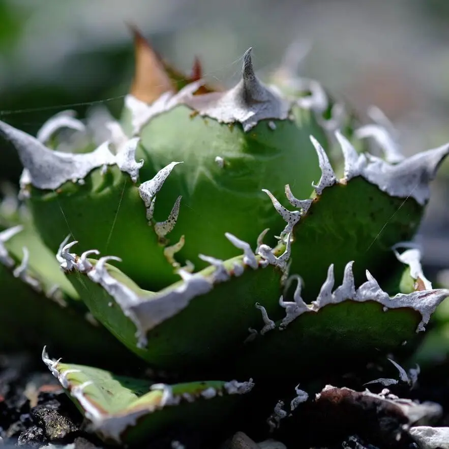 【強棘】特選　皇冠　crown アガベ 強棘】特選 皇冠 crown アガベ