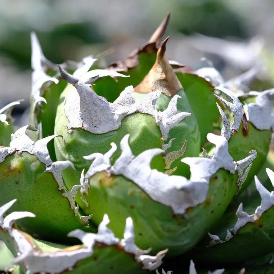 図鑑 – アガベ チタノタ 皇冠(クラウン) – 品種紹介 – アガベ図鑑