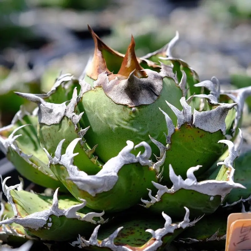 アガベ チタノタ 皇冠 クラウン lize株 親株出品 子株4つ付き 図鑑 – アガベ チタノタ 皇冠(クラウン) – 品種紹介 – アガベ図鑑
