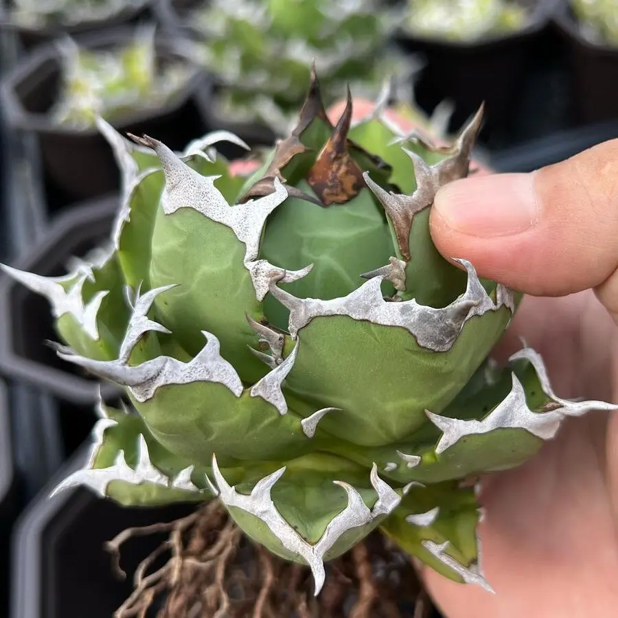 親株出品　アガベ　チタノタ　姫厳龍　ダブルヘッド　2頭　双頭 親株出品 アガベ チタノタ 姫厳龍 ダブルヘッド 2頭 双頭 親株出品