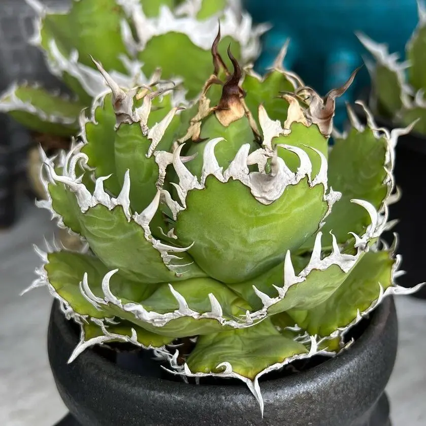 アガベ チタノタ フィリグリー(圓葉拇指)の特徴と育て方｜金銀細工の