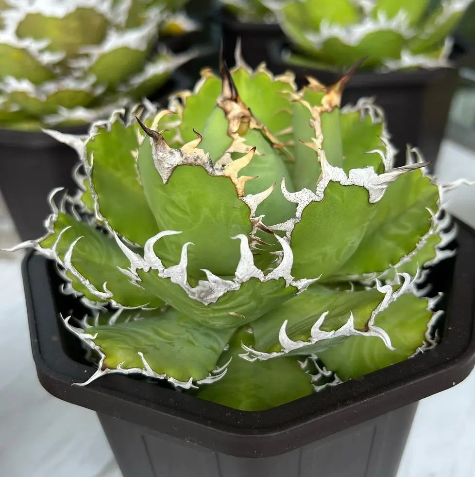 図鑑 – アガベ チタノタ フィリグリー(圓葉拇指) – 品種紹介 – アガベ