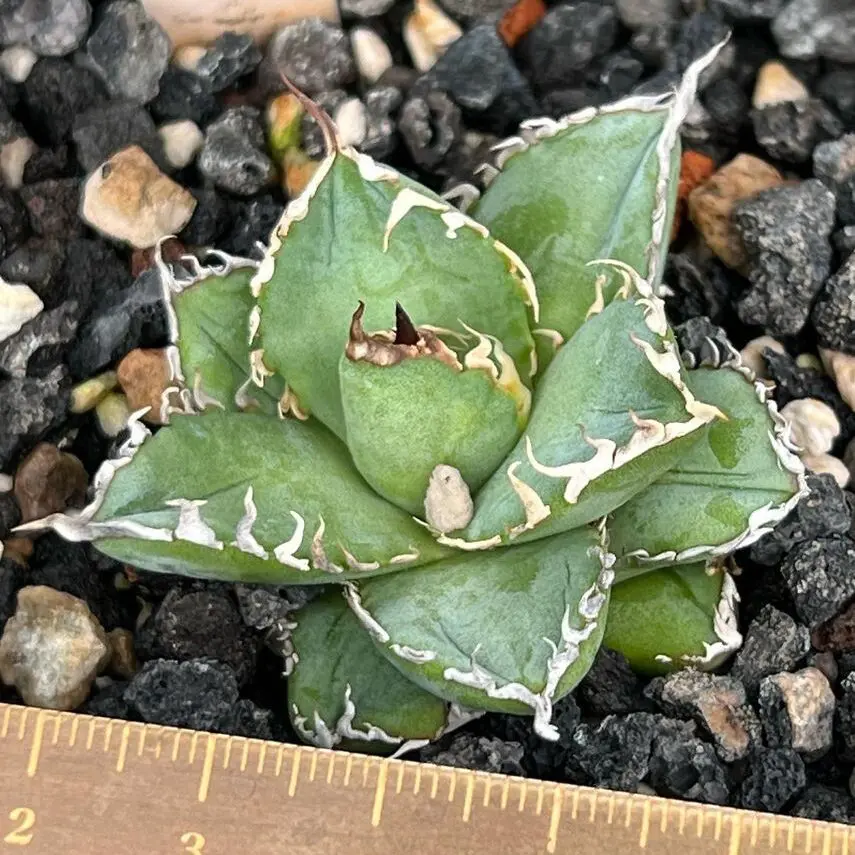 アガベ　フィリグリー　中苗ボール形状【C】 アガベ フィリグリー 中苗ボール形状【C】 アガベ チタノタ