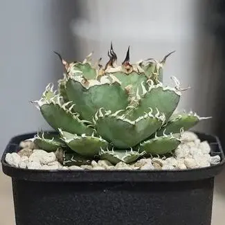 アガベ チタノタ フィリグリー(圓葉拇指)の特徴と育て方｜金銀細工の