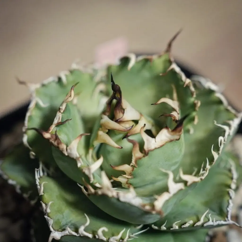 レア【送料込】親株 特大サイズ フィリグリー アガベ チタノタ 圓葉