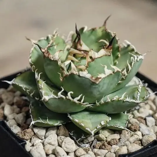 アガベ チタノタ フィリグリー(圓葉拇指)の特徴と育て方｜金銀細工の