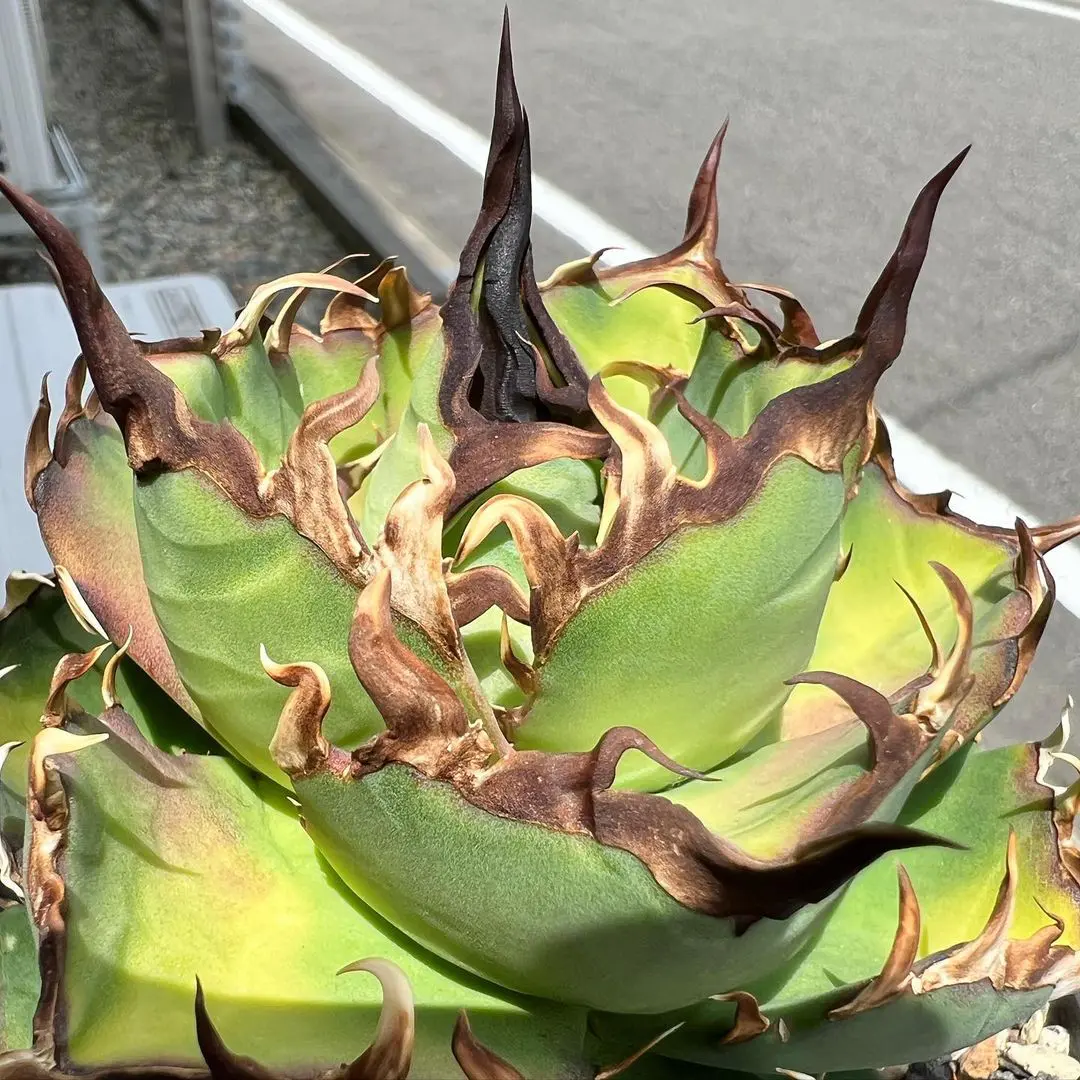 Agave_titanota_hades_01.jpg.webp