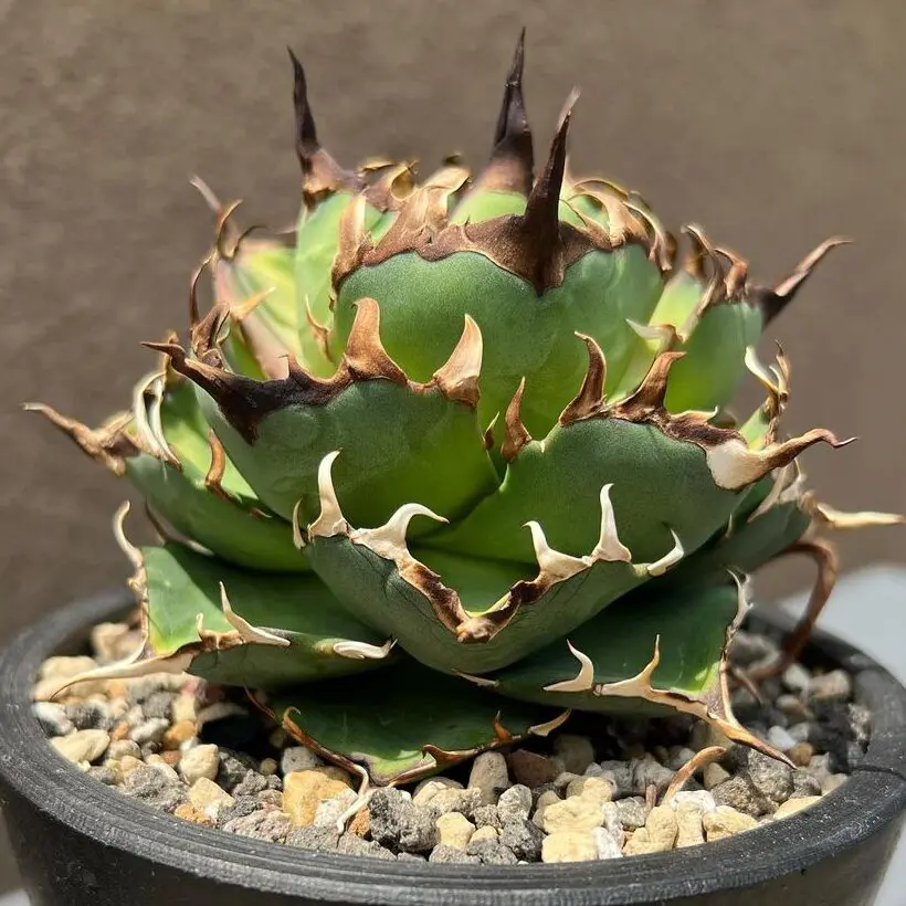 最終値下げ！アガベ　チタノタ　オテロイ　ハデス　恐竜牙歯　超コンパクトボール　5 アガベ チタノタ オテロイ ハデス 恐竜牙歯 - メルカリ