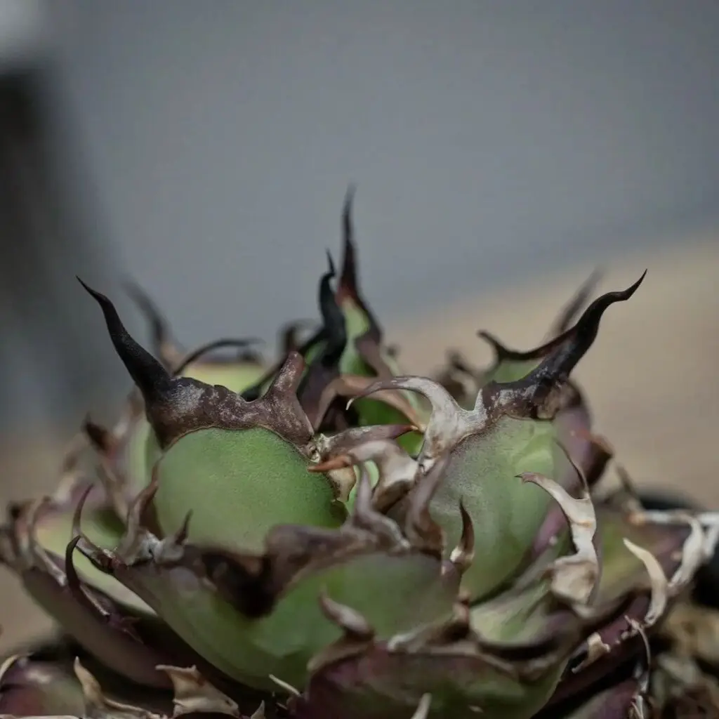 図鑑 – アガベ チタノタ ハデス(黒帝斯/恐竜牙歯) – 品種紹介 – アガベ