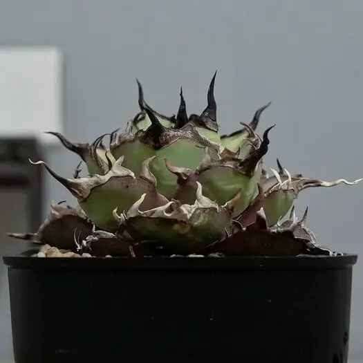 アガベチタノタ　ハデス 親株　黒帝斯　恐竜牙歯 fit=scale-down,w=1200