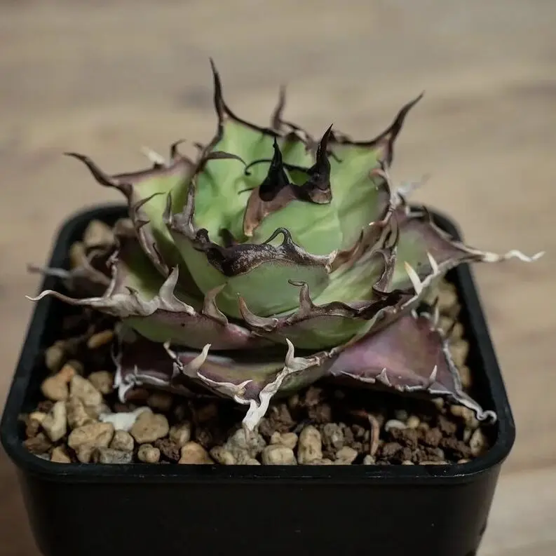 図鑑 – アガベ チタノタ ハデス(黒帝斯/恐竜牙歯) – 品種紹介 – アガベ