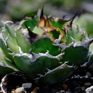 【中株】アガベ チタノタ オテロイ 清櫻　セオ　SEO アガベ 清櫻 子株① (チタノタ オテロイ 清桜)