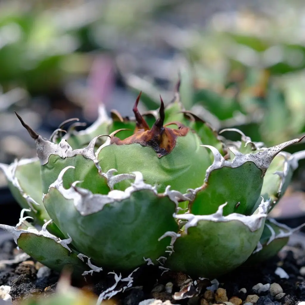 アガベチタノタ　白鯨　大株 管理No.01065914】アガベ チタノタ 白鯨 特大株（発根済） ｜ Agave Ti