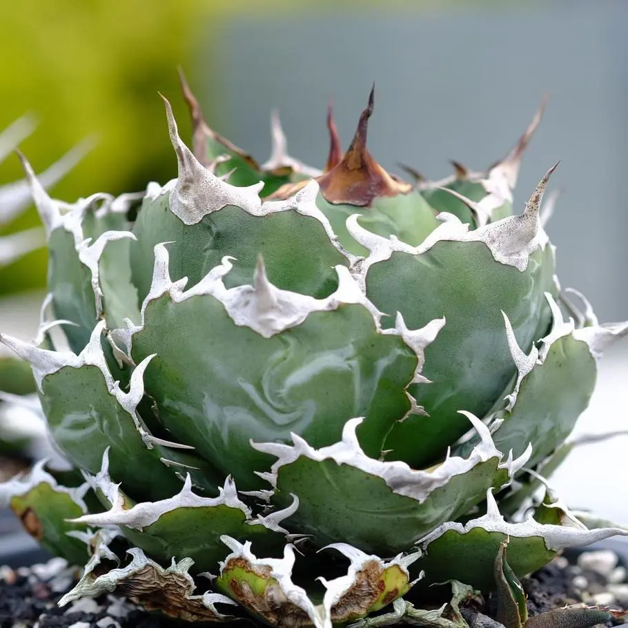 アガベ 白鯨 チタノタ 親株 特大 アガベ チタノタ 白鯨(Hakugei)の特徴・育て方｜OCとTCの違いも解説