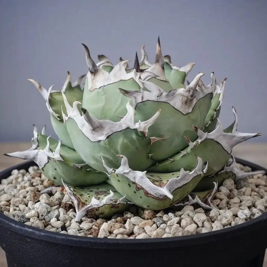 ◆アガベ！鳳凰！◆ 図鑑 – アガベ チタノ鳳凰(ホウオウ) – 品種紹介 – アガベ図鑑