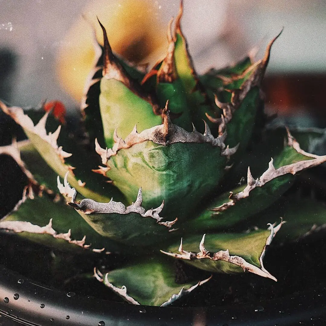 アガベ チタノタ 海王(Kaiou)の特徴と育て方｜三角形の葉と連なる白棘