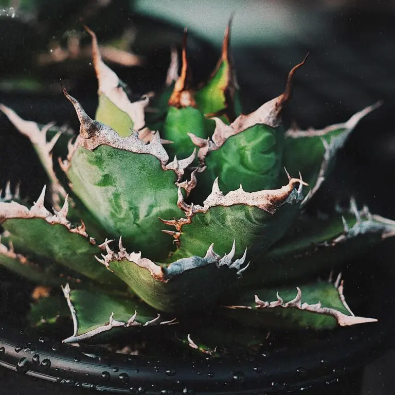 K*K様 アガベ チタノタ オテロイ 金剛 楽しみな株です😋 #アガベ #金剛 #チタノタ #オテロイ