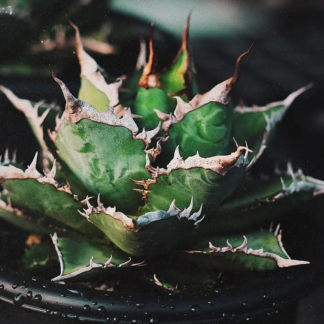 アガベ チタノタ 海王(Kaiou)の特徴と育て方｜三角形の葉と連なる白棘