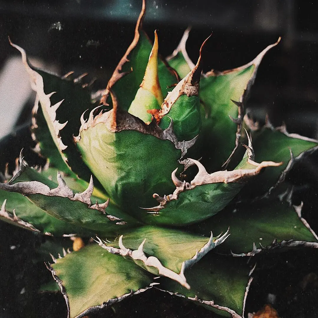 図鑑 – アガベ チタノタ 海王 – 品種紹介 – アガベ図鑑 – PlantsChain –