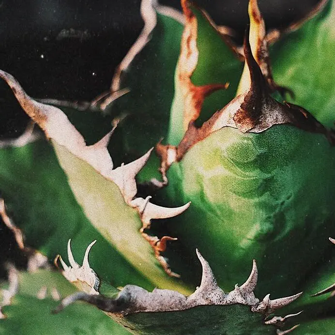 図鑑 – アガベ チタノタ 海王 – 品種紹介 – アガベ図鑑 – PlantsChain –