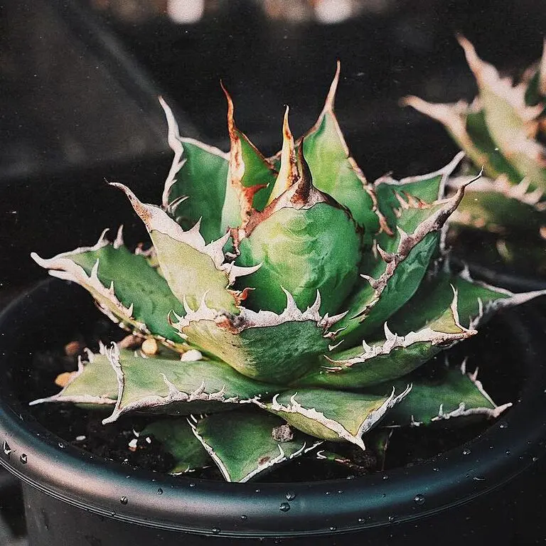 図鑑 – アガベ チタノタ 海王 – 品種紹介 – アガベ図鑑 – PlantsChain –