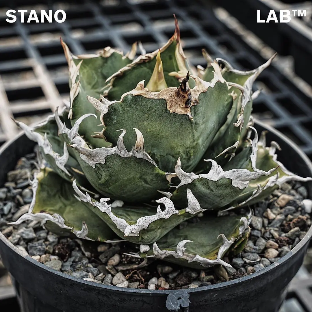 【極上品】 アガベ 金鯨 チタノタ　大株 アガベ チタノタ 金鯨(Golden Whale)の特徴と育て方｜黄金色の棘と牡丹