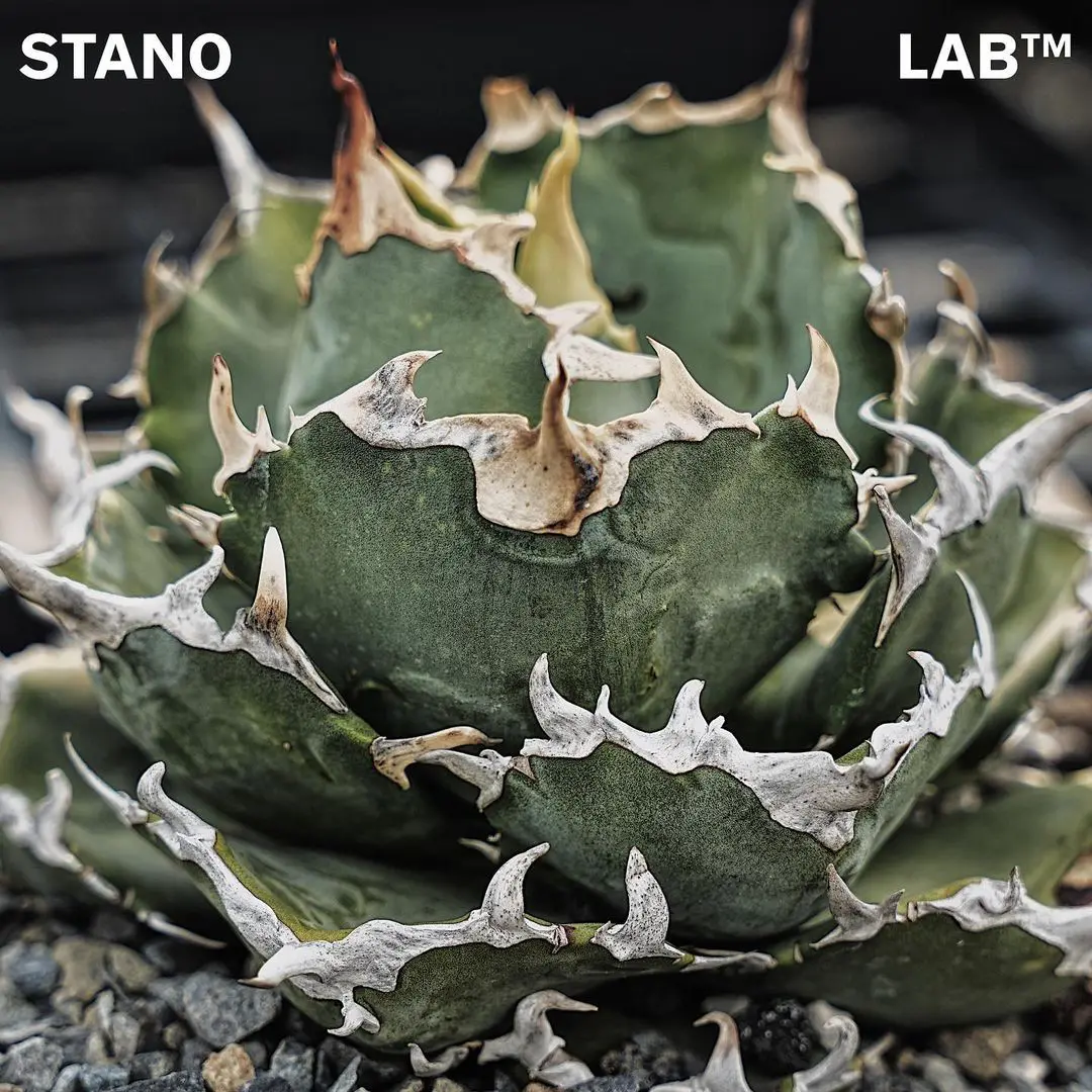 アガベ チタノタ　白鯨　金鯨 Agave_titanota_kingei_03.jpg.webp