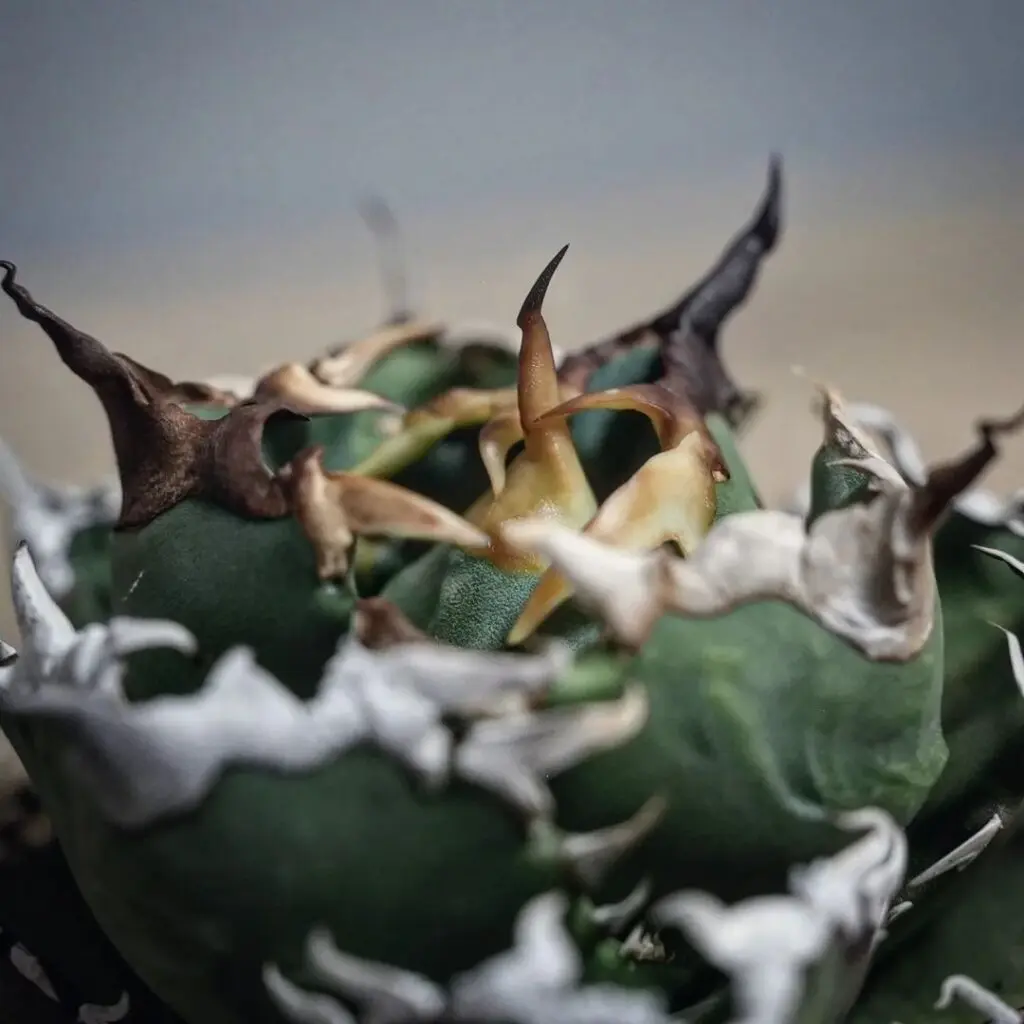 アガベ チタノタ 狂刺夕映の特徴と育て方｜獰猛な鋸歯と大器晩成の美学