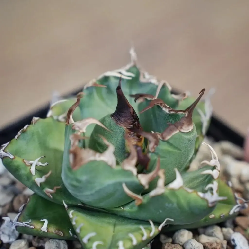 図鑑 – アガベ チタノタ 魔丸(ままる/まがん) – 品種紹介 – アガベ図鑑