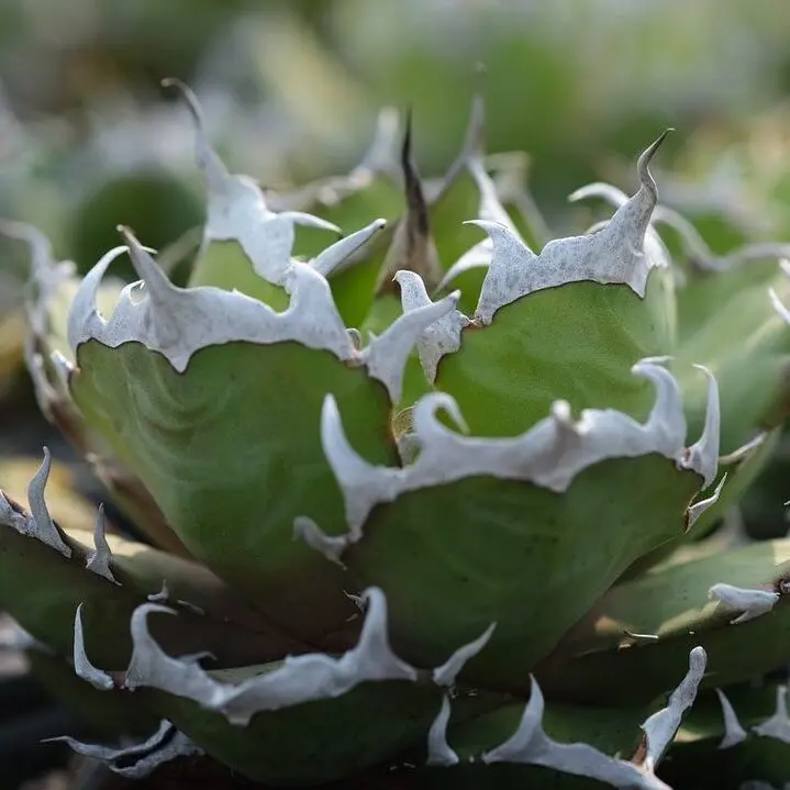 アガベ 鬼爪　親株 図鑑 – アガベ チタノタ 鬼爪(雪峰 / 皮卡丘) – 品種紹介 – アガベ図鑑