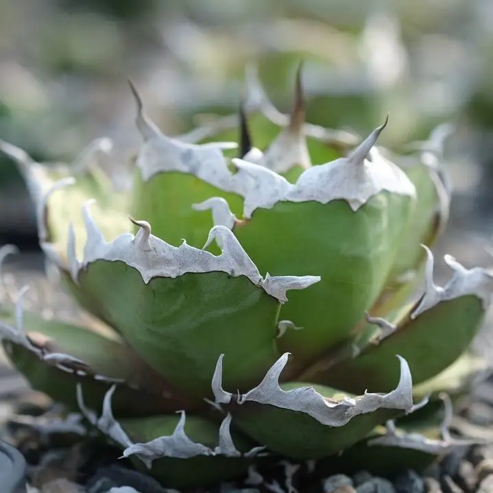 図鑑 – アガベ チタノタ 鬼爪(雪峰 / 皮卡丘) – 品種紹介 – アガベ図鑑