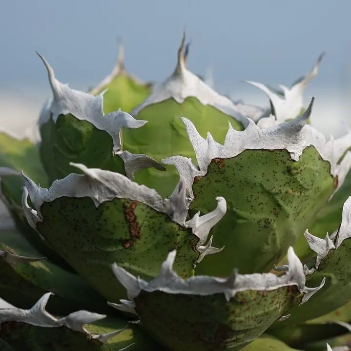 図鑑 – アガベ チタノタ 鬼爪(雪峰 / 皮卡丘) – 品種紹介 – アガベ図鑑