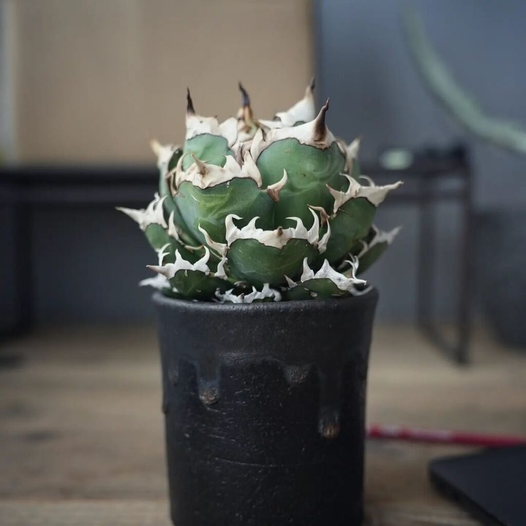 アガベ チタノタ レッドキャットウィーズル